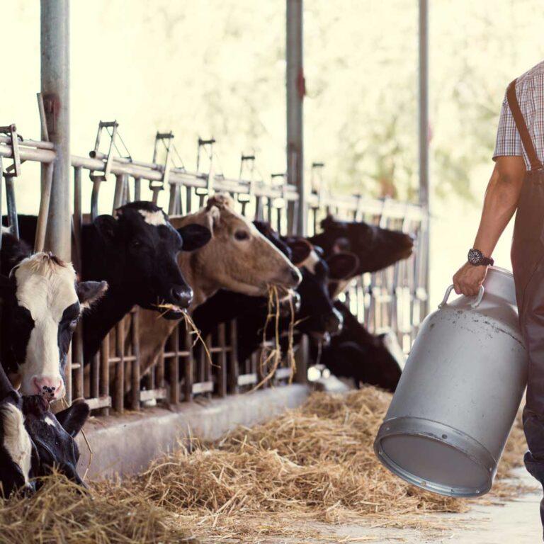 Lanzan una línea de créditos de hasta $200 millones para productores tamberos pampeanos