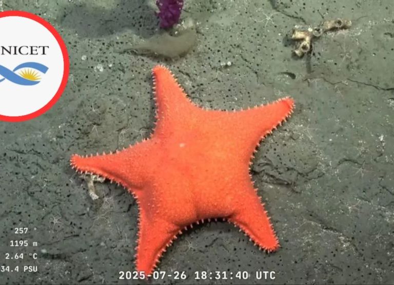 Después de la “estrella culona”, el CONICET volverá a explorar las profundidades del Mar Argentino