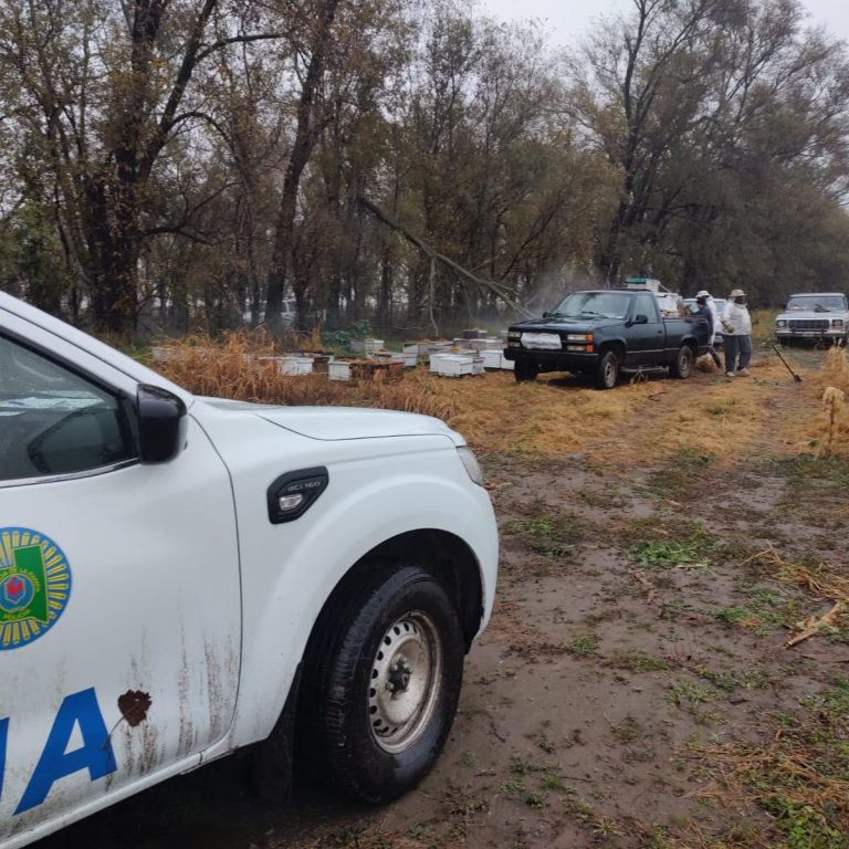 Recuperaron unas 150 colmenas robadas en allanamientos y hay un joven castense imputado