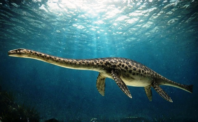 Hallan en la Patagonia el cráneo completo de un plesiosaurio de 66 millones de años