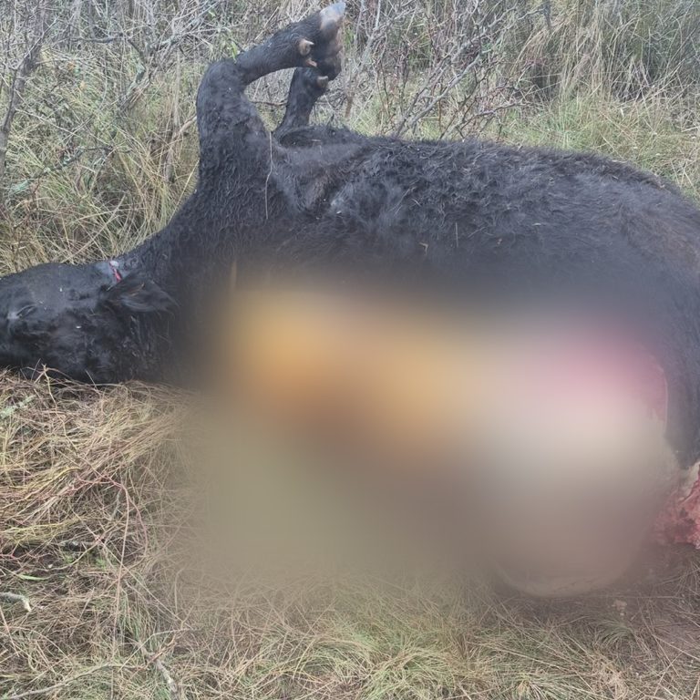 Nuevo caso de abigeato: tras la yegua de pedigrí, ahora mataron una vaca en el mismo campo