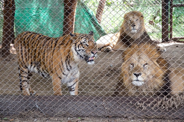 Trasladarán 30 felinos del ex Zoológico de Luján a santuarios en EE.UU. y Sudáfrica