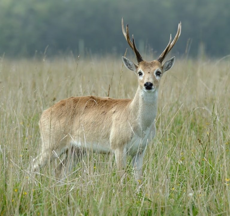 El venado de las pampas podría ser declarado Monumento Natural Nacional