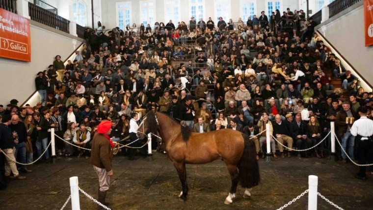 La genética vale oro: un caballo criollo fue vendido por $150 millones en la Rural de Palermo