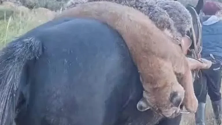 Identificaron a un hombre que mató a un puma y lo exhibió en redes: secuestraron el cuero y el cráneo