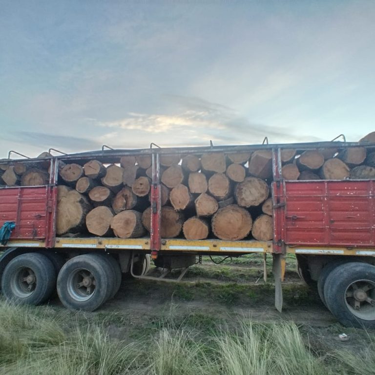 Siete demorados por tala ilegal de caldén en un campo de Rancul: secuestraron un camión con 28 toneladas de leña