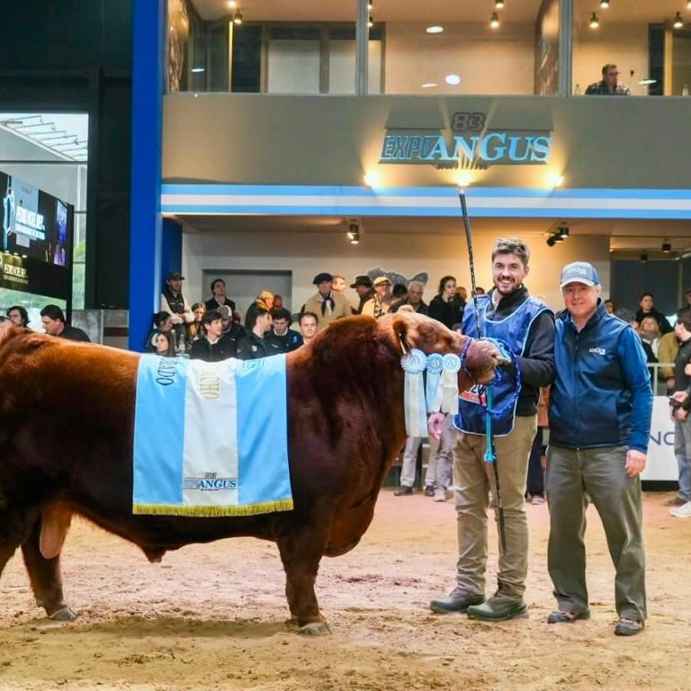 Récord ganadero: pagaron $300 millones por el 50% de un toro Angus y fue adquirido por criadores pampeanos