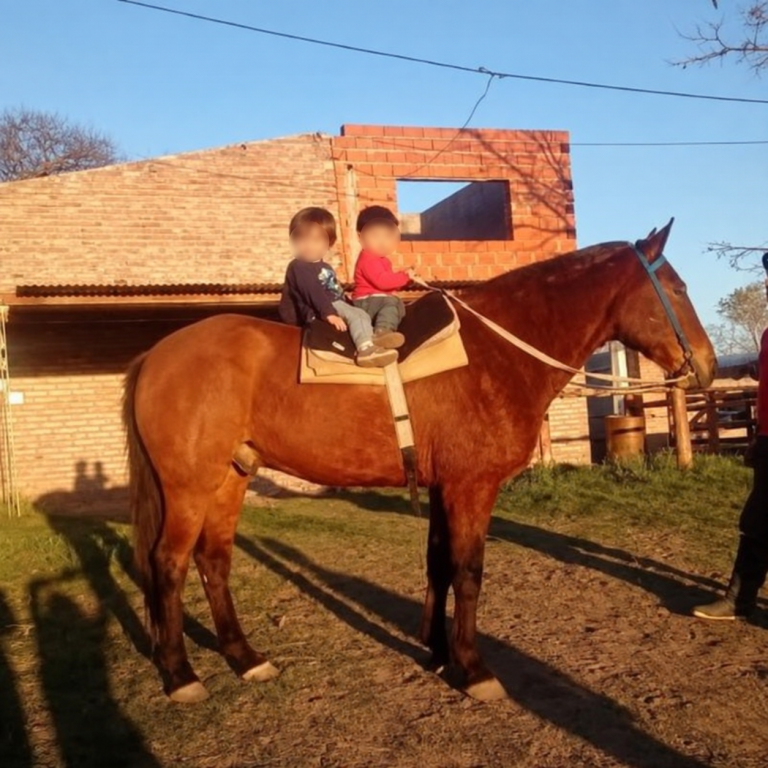 General Acha: condenaron a tres años de prisión en suspenso a un hombre por matar y faenar al caballo “Tomasito”