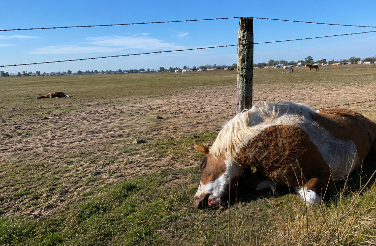 Investigan la muerte de seis caballos tras ingerir semillas curadas