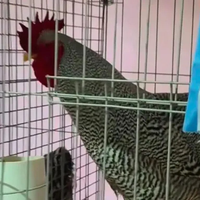 El gallo pampeano que hizo historia: pagaron más de $3 millones por un ejemplar criado en Santa Rosa