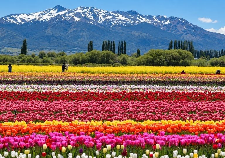 Trevelin se prepara para la floración de millones de tulipanes en la Patagonia