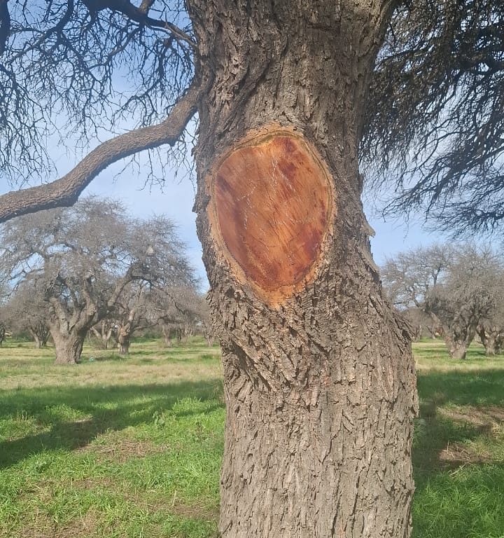 Santa Rosa: piden al Municipio que informe qué respondió a la Defensoría del Pueblo por las podas en la Reserva Los Caldenes