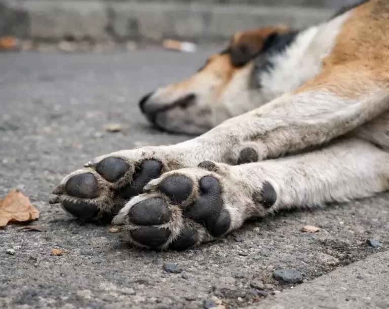 Córdoba: confirmaron cuatro años de prisión para un exintendente por la muerte de 211 perros