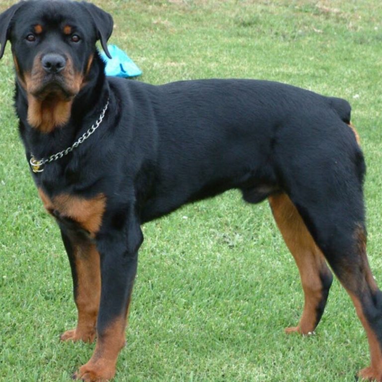 Un niño de 5 años fue atacado por un rottweiler en Intendente Alvear: sufrió graves heridas en el rostro